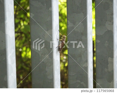 アブ アブ 117565068