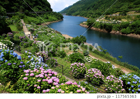 佐賀県鹿島市　中木庭ダム湖畔　あじさい園の風景 117565363