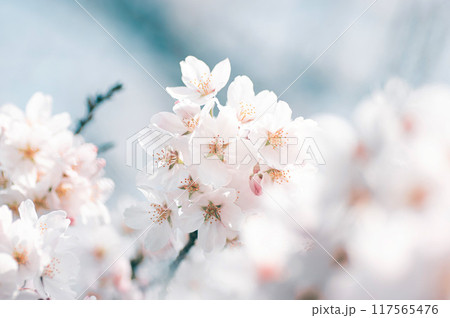 満開の桜の花 春の風景 満開の桜の花 春の風景 117565476