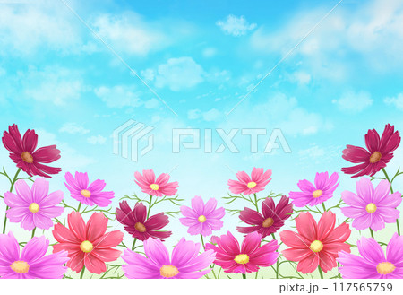 コスモス畑の背景　秋の風景 117565759