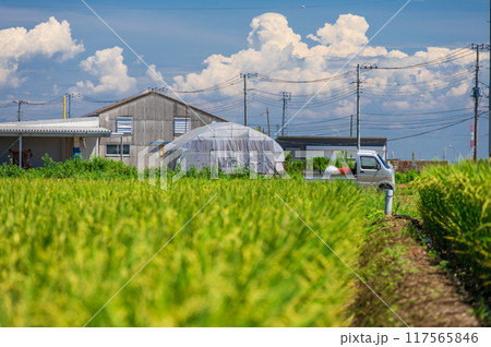 平塚の農村風景　暑さに負けずに農作業 117565846