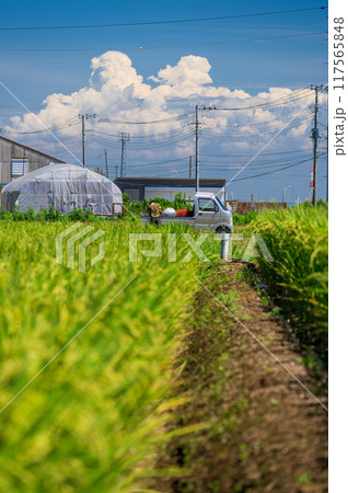 平塚の農村風景　暑さに負けずに農作業 117565848