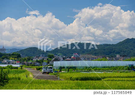 平塚の農村風景　暑さに負けずに農作業 117565849