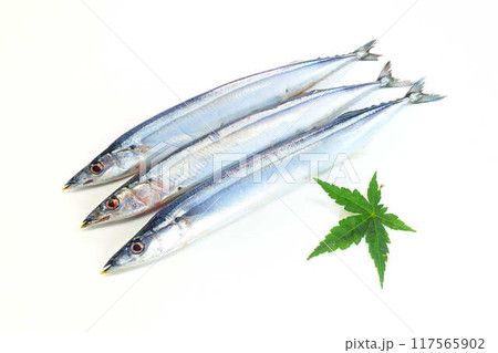 サンマ 秋刀魚 さんま サンマ 秋刀魚 さんま 117565902