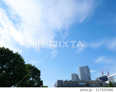 豊洲公園から見上げる青空 豊洲公園から見上げる青空 117565906