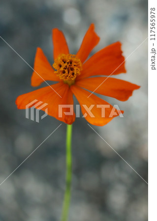 鮮やかなオレンジ色のキバナコスモスの花 鮮やかなオレンジ色のキバナコスモスの花 117565978