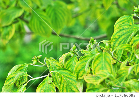 緑色のサンシュユの実（夏、七月） 117566098