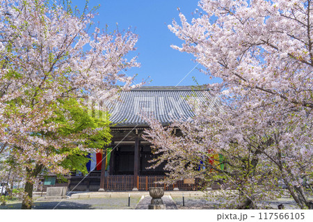 京都八本山　桜の季節　立本寺　本堂 117566105