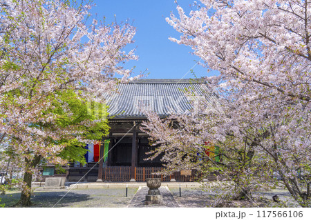 京都八本山 桜の季節 立本寺 本堂 京都八本山 桜の季節 立本寺 本堂 117566106