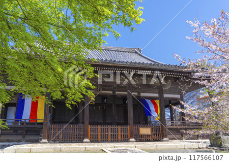 京都八本山　桜の季節　立本寺　本堂 117566107