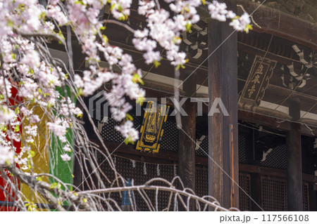 京都八本山　桜の季節　立本寺　本堂 117566108