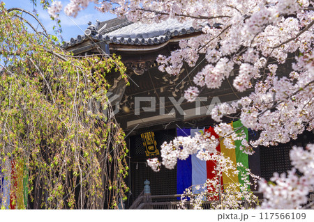 京都八本山　桜の季節　立本寺　本堂 117566109