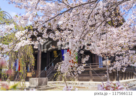 京都八本山　桜の季節　立本寺　本堂 117566112
