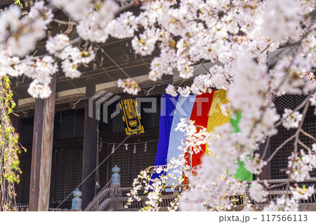 京都八本山 桜の季節 立本寺 本堂 京都八本山 桜の季節 立本寺 本堂 117566113
