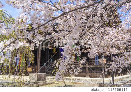 京都八本山 桜の季節 立本寺 本堂 京都八本山 桜の季節 立本寺 本堂 117566115