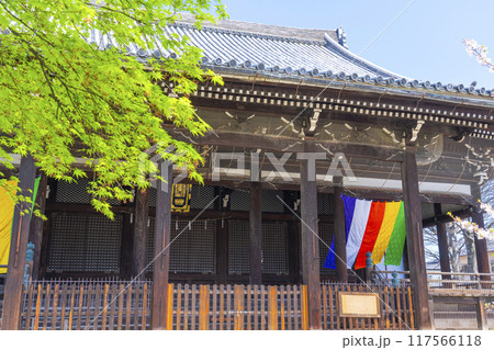京都八本山 桜の季節 立本寺 本堂 京都八本山 桜の季節 立本寺 本堂 117566118