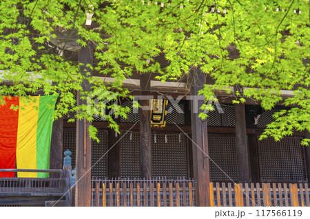京都八本山　桜の季節　立本寺　本堂 117566119