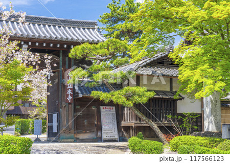 京都八本山　桜の季節　立本寺山門 117566123
