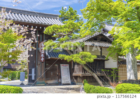 京都八本山　桜の季節　立本寺山門 117566124