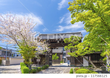京都八本山　桜の季節　立本寺山門 117566125