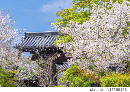 京都八本山　桜の季節　立本寺山門 117566128