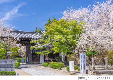 京都八本山　桜の季節　立本寺山門 117566131