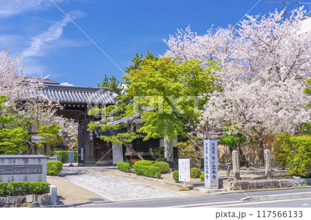 京都八本山　桜の季節　立本寺山門 117566133