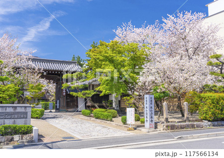 京都八本山 桜の季節 立本寺山門 京都八本山 桜の季節 立本寺山門 117566134