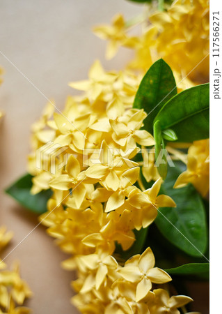 Close up yellow spike flower Close up yellow spike flower 117566271