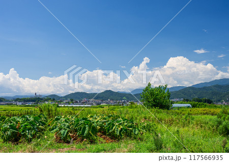 平塚市金目の農村風景 平塚市金目の農村風景 117566935