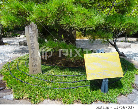 高徳院のF ワシラーロンコーン皇太子お手植松(神奈川県鎌倉市) 高徳院のF ワシラーロンコーン皇太子お手植松(神奈川県鎌倉市) 117567037