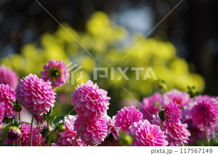 なばなの里　ダリアまつり 117567149