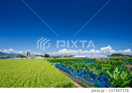 平塚市片岡の農村風景　夏の青空と田園 117567178