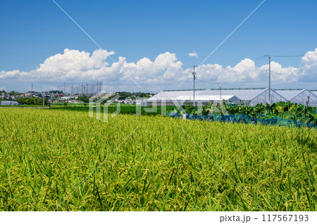 平塚市片岡の農村風景 平塚市片岡の農村風景 117567193