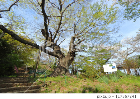 金山城跡の新田神社 大ケヤキ（群馬県 太田市） 117567241
