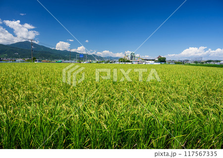 大山が見える平塚の田園風景 大山が見える平塚の田園風景 117567335