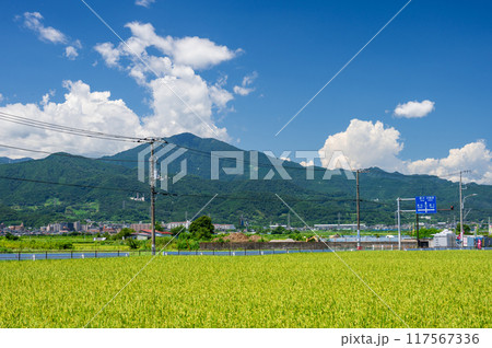 大山が見える平塚の田園風景 大山が見える平塚の田園風景 117567336