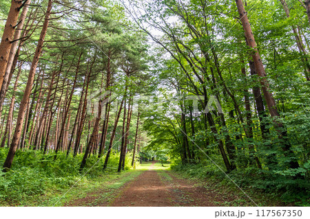 「岩手県」鵜の巣断崖展望台に続く遊歩道　田野畑村 117567350