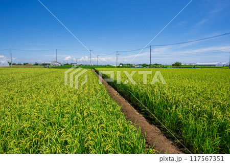 田んぼの間を通るあぜ道 ノスタルジックな田園風景 田んぼの間を通るあぜ道 ノスタルジックな田園風景 117567351