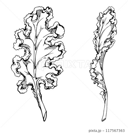 Hand drawn vector ink green salad spinach kale leaf for diet and healthy lifestyle, vegan cooking. Illustration single object isolated on white background. Design recipe book, website, card, menu 117567363