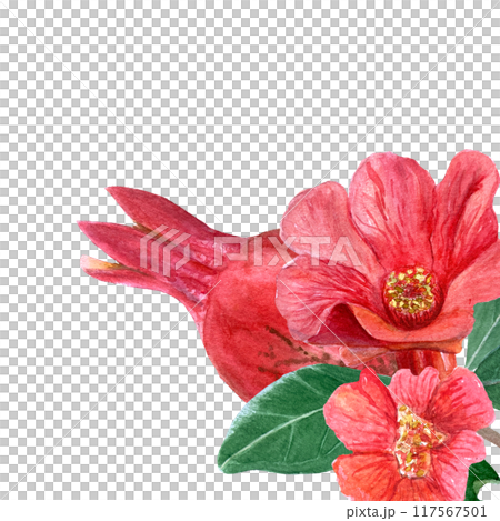 Pomegranate flowers, fruits and leaves watercolor composition isolated on white. Hand drawn realistic vibrant design for home decor, cards, restaurant menu, prints. Autumn plant clip art. Red and 117567501