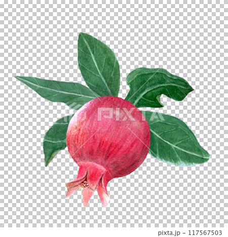 Red pomegranate with leafs detailed watercolor composition isolated on white. Hand drawn realistic fruit element for fall harvest cards, culinary designs, home decor, prints. Autumn plant clip art 117567503