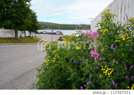 A peaceful suburban scene in Norway, featuring vibrant wildflowers in the foreground with yellow and purple blooms. Road leads towards a serene waterfront, surrounded by greenery and few parked cars. 117567551