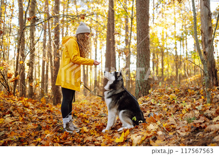 Smiling woman in a yellow coat walks with her cute pet Husky in the autumn forest in sunny weather. Smiling woman in a yellow coat walks with her cute pet Husky in the autumn forest in sunny weather. 117567563
