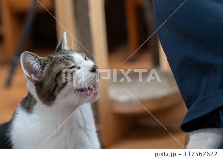飼い主にむかって鳴く猫 キジトラ猫 飼い主にむかって鳴く猫 キジトラ猫 117567622