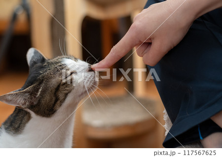 猫を撫でる　キジトラ猫 117567625