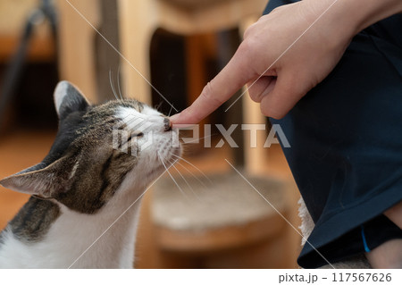 猫を撫でる キジトラ猫 猫を撫でる キジトラ猫 117567626