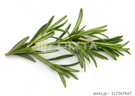 Rosemary leaf herbal is spices isolated on a white background. 117567687