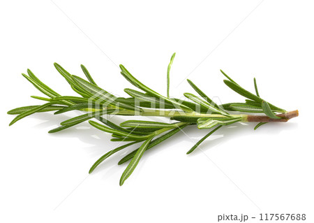 Rosemary leaf herbal is spices isolated on a white background. Rosemary leaf herbal is spices isolated on a white background. 117567688