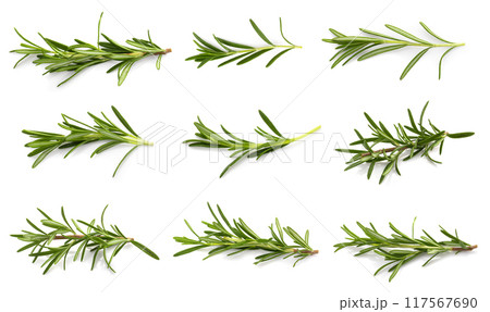 Rosemary leaf herbal is spices isolated on a white background. 117567690